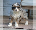 Gigi - Female Bernedoodle (Miniature) Puppy for Sale - Photo #4