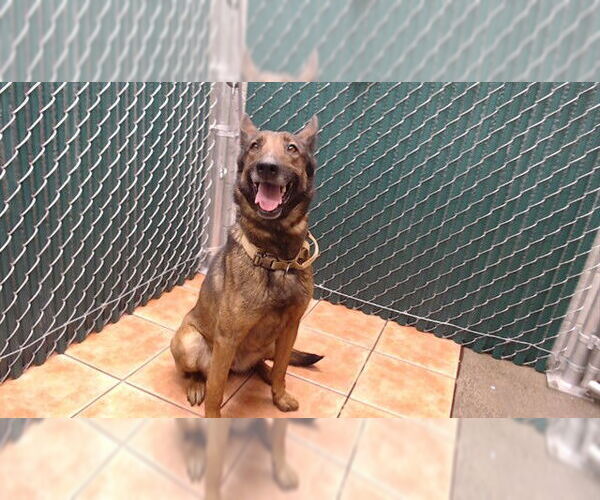 Medium Photo #1 German Shepherd Dog-Unknown Mix Puppy For Sale in Downey, CA, USA