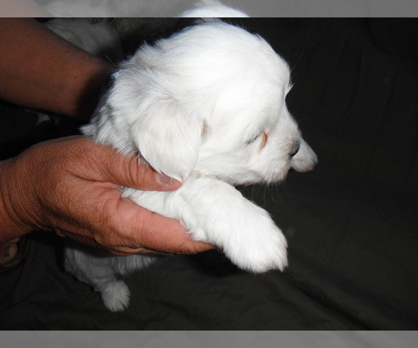 Medium Photo #9 Coton de Tulear Puppy For Sale in COLUMBIA, MO, USA