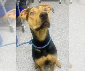 English Coonhound-German Shepherd Dog Mix Dogs for adoption in Westminster, MD, USA