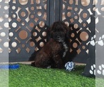 Small #2 Poodle (Miniature)