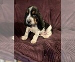 Puppy Yellow Collar Basset Hound