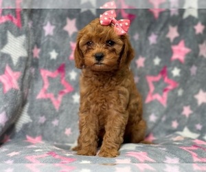 Cavapoo-Poodle (Miniature) Mix Puppy for sale in LAKELAND, FL, USA