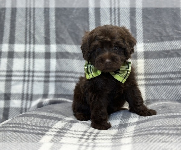 Medium Photo #11 ShihPoo Puppy For Sale in LAKELAND, FL, USA