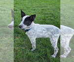 Small Photo #2 Mutt Puppy For Sale in Genesee, WI, USA
