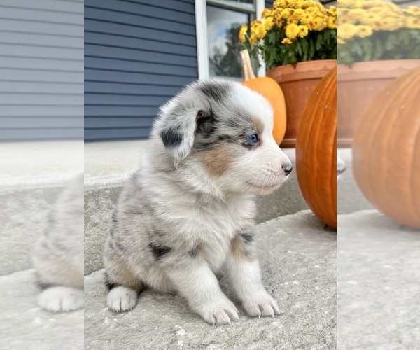 Medium Photo #7 Australian Shepherd Puppy For Sale in LODA, IL, USA