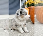 Small #6 Australian Shepherd