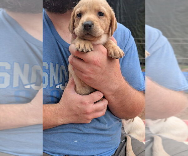 Medium Photo #13 Labrador Retriever Puppy For Sale in SHELTON, WA, USA