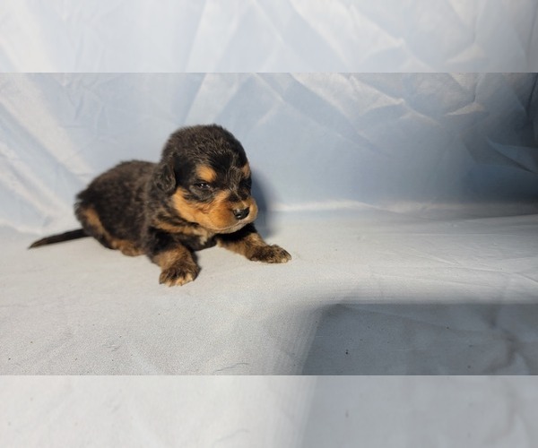 Medium Photo #29 Golden Mountain Dog Puppy For Sale in BLACK FOREST, CO, USA