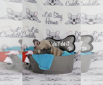 Small Photo #89 French Bulldog Puppy For Sale in TACOMA, WA, USA