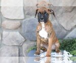 Small #2 Boxer