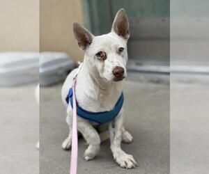 Chihuahua Dogs for adoption in Santa Maria, CA, USA