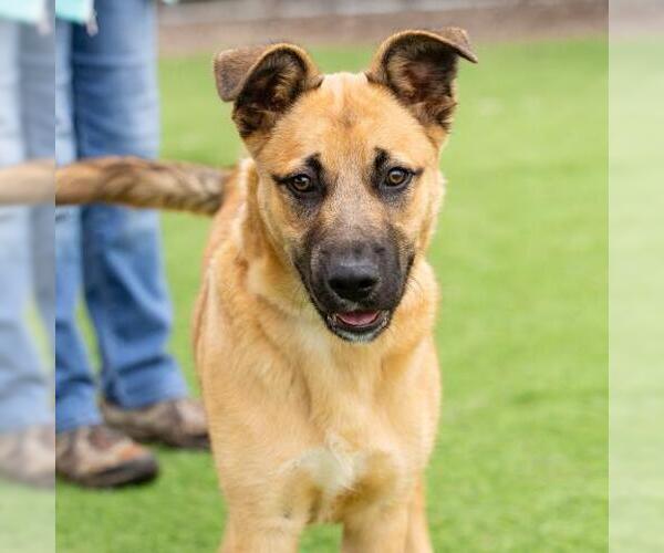 Medium Photo #1 German Shepherd Dog-Unknown Mix Puppy For Sale in Camarillo, CA, USA