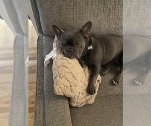 French Bulldog Puppy for sale in SAN JOSE, CA, USA