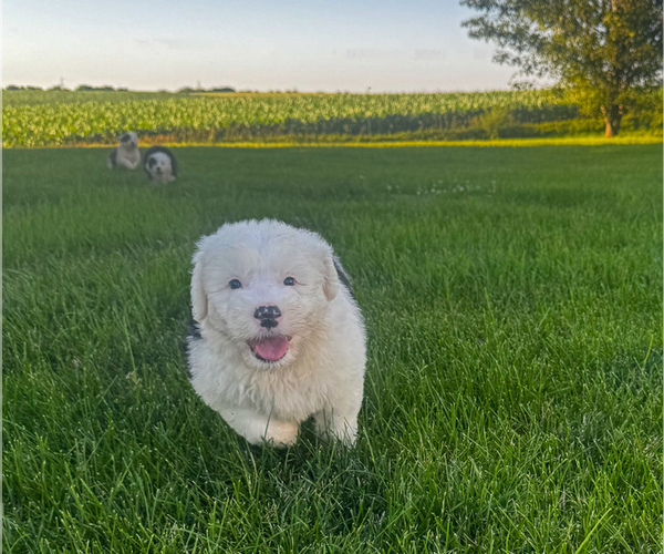 Medium Photo #4 Old English Sheepdog Puppy For Sale in KEWANEE, IL, USA