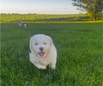 Small #3 Old English Sheepdog