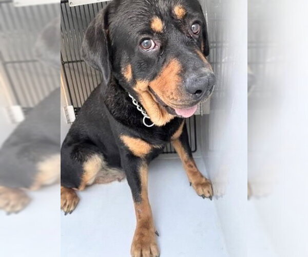 Medium Photo #1 Rottweiler-Unknown Mix Puppy For Sale in Houston, TX, USA
