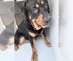 Small Rottweiler Mix