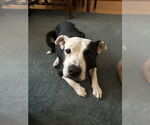 Small American Pit Bull Terrier Mix