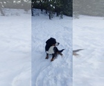 Small Photo #1 Bernedoodle Puppy For Sale in CALHAN, CO, USA