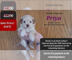 Poodle (Toy)-Zuchon Mix Puppy for sale in TUCSON, AZ, USA