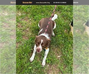 Chihuahua-Unknown Mix Dogs for adoption in Benton, PA, USA