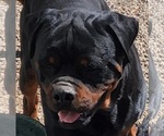 Small Photo #12 Rottweiler Puppy For Sale in WRAY, CO, USA