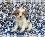 Small #1 Cavapoo (Miniature)