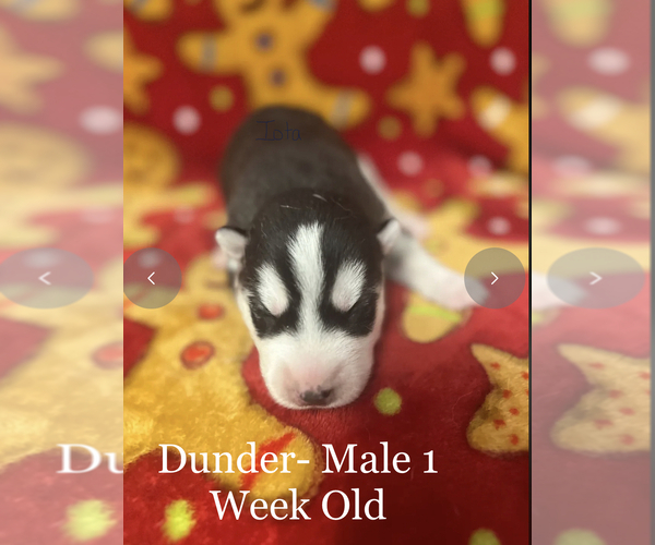 Medium Photo #6 Siberian Husky Puppy For Sale in Wainwright, Alberta, Canada