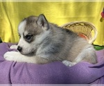 Small Photo #9 Siberian Husky Puppy For Sale in DEARBORN, MO, USA