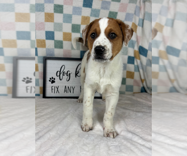 Medium Photo #3 Australian Cattle Dog Puppy For Sale in FRANKLIN, IN, USA