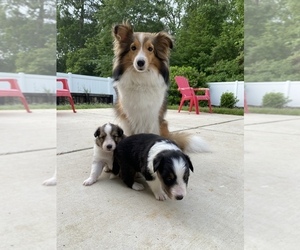 Mother of the Shetland Sheepdog puppies born on 05/12/2023