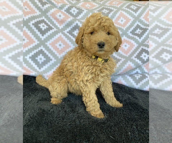 Medium Photo #2 Goldendoodle Puppy For Sale in STELLA, MO, USA