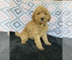Small Photo #2 Goldendoodle Puppy For Sale in STELLA, MO, USA
