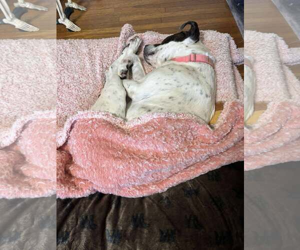 Medium Photo #5 American Pit Bull Terrier-Labrador Retriever Mix Puppy For Sale in Rustburg, VA, USA