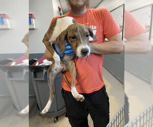 Plott Hound-Unknown Mix Dogs for adoption in Tallahassee, FL, USA