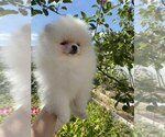 Small #8 Miniature Spitz