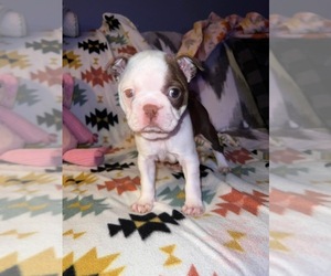 Boston Terrier Puppy for sale in BUCHANAN, VA, USA