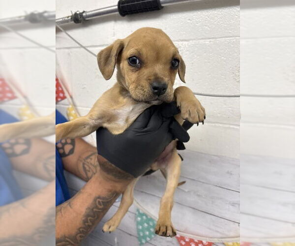 Medium Photo #1 Mutt Puppy For Sale in San Bernardino, CA, USA