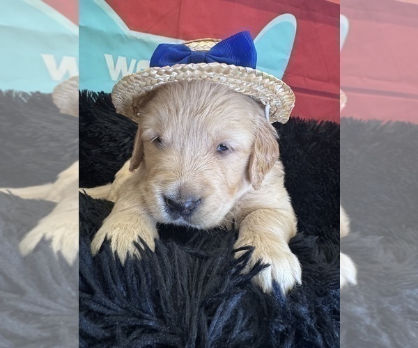 Medium Photo #6 Golden Retriever Puppy For Sale in ORLANDO, FL, USA