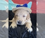 Small #4 Golden Retriever