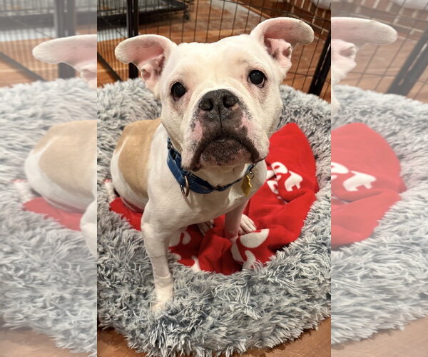 Medium Photo #4 Bulldog-Unknown Mix Puppy For Sale in Cuyahoga Falls , OH, USA