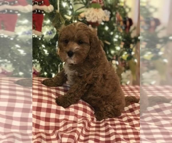 Medium Photo #5 Cavapoo Puppy For Sale in BOWLING GREEN, KY, USA