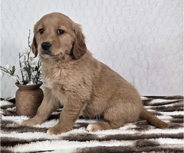 Medium Photo #3 Golden Retriever Puppy For Sale in FRANKLIN, IN, USA