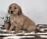 Small #2 Golden Retriever