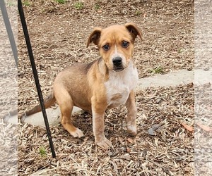 Medium Australian Shepherd Mix