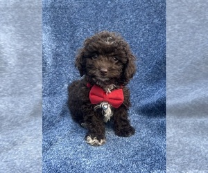 Cavapoo Puppy for sale in JEFFERSONVILLE, IN, USA
