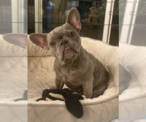 French Bulldog Puppy for sale in CENTRAL POINT, OR, USA