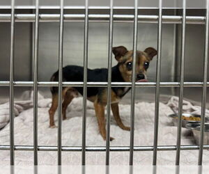 Chihuahua Dogs for adoption in Decatur, IL, USA