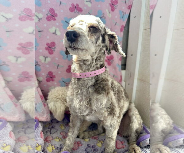 Medium Photo #1 Poodle (Miniature) Puppy For Sale in Pacolet, SC, USA